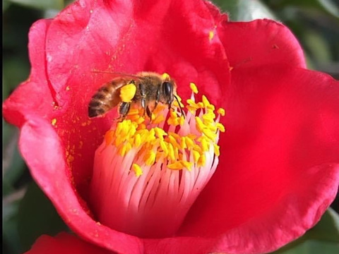 桜島産『みかん蜜』250g    ボトルタイプ