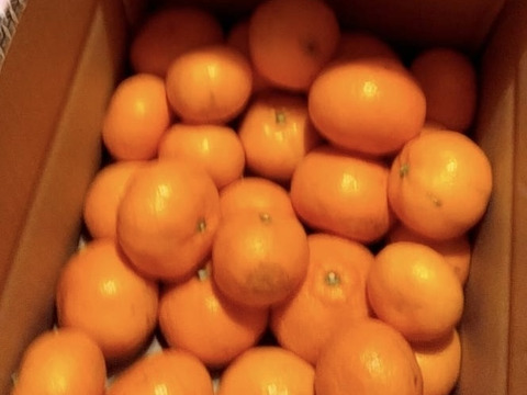 【訳あり】濃厚なコクと酸味がおいしい！有田みかん★自家製堆肥栽培★定番5kg★和歌山★