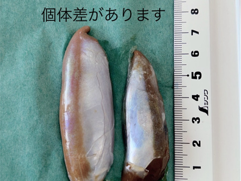 【冷凍】−60℃急速冷凍スルメイカ２㎏12-16杯入