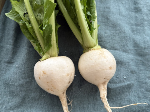 お料理の幅が広がる！ 季節の西洋野菜 Italian selection 60サイズ