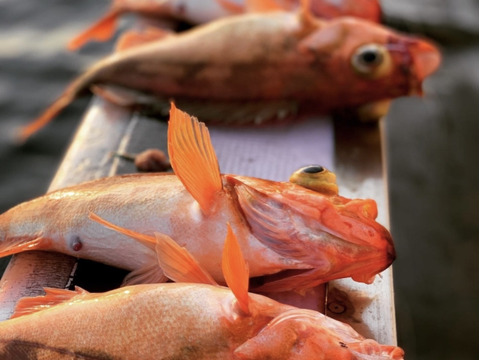 ［お買い得］釣りたて‼️ウスメバルBOX［沖メバル］鮮魚　『高級魚』