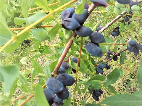 元気カラーで華やかに‼北海道十勝産冷凍ベリー詰め合せ（6種計1kg）