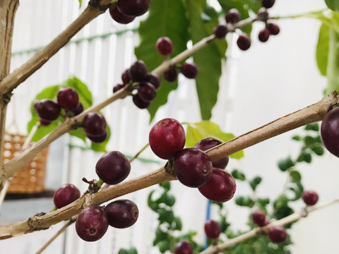 〜優しい空間を〜　苔玉コーヒーの木
