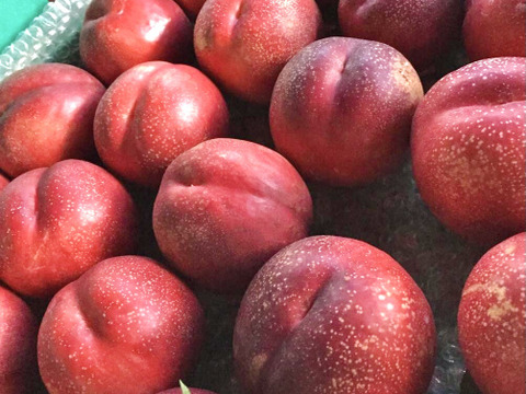 今年の桃はよくできました！おまかせ桃セット 約3㎏