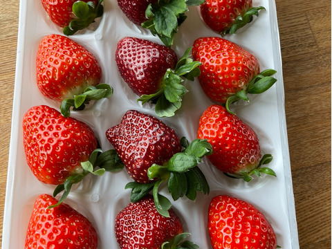 2品種食べ比べ。滋賀県品種『みおしずく』黒いちご『真紅の美鈴』12から15粒　350から400g✖️1ケース　糖度センサー選別なし