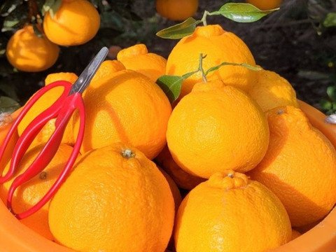 【柑橘食べ比べ】6種 3kg(箱込)