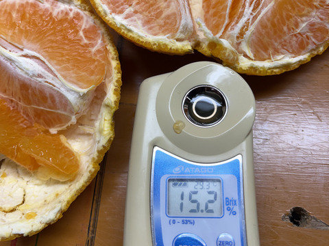 当園コダワリのみかんの王様『不知火』 約5kg　一度食べると再度ほしくなる