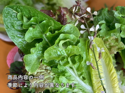【サラダブーケ】リーフレタスと季節のハーブのサラダセット