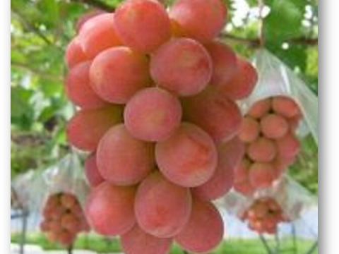 「牧丘天空ブランド山梨オリジナル品種サンシャインレッド約1kg