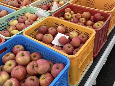 福箱お買い得！福島の美味しい『ふじりんご』10キロ箱