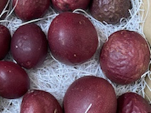 【訳アリ品】千葉県産　パッションフルーツ　1kg