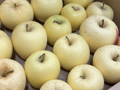 【訳あり・バラ詰め 大小込み】金星（有袋）約4.5Kg　青森県産　数量限定　金星　きんせい　りんご