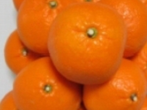 糖度16超❣　あま〜い春みかん♬【レア品】果汁たっぷり!（のうろく）