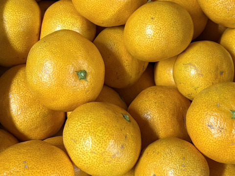 果汁溢れる！甘くて酸っぱい【田口早生】みかん 5kg