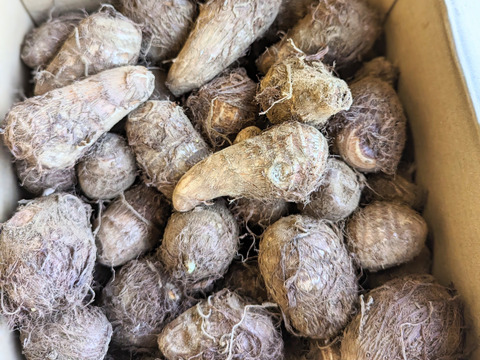 【予約増量(^^♪】 里芋　“土垂“2000g→2200g　from 名水の里　秦野