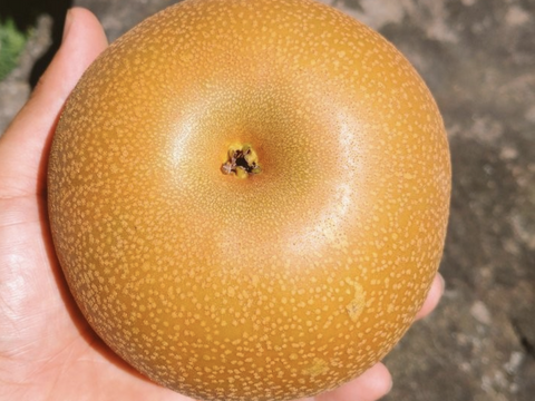 上品な甘さ♪果汁たっぷりのあきづき梨5kg【規格外】