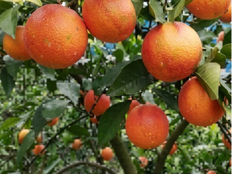 採れたてあま〜い❣和歌山有田産 木成り熟成ブラッドオレンジ 〜極上のコクと香り〜