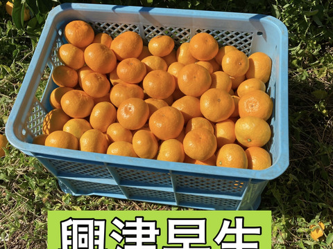 【柑橘食べ比べ】糖度16度以上　興津早生・田口早生　3kg