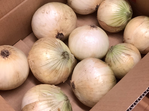 この時期だけしか食べられない♪淡路島新玉ねぎ「とろ甘・極早生種」３kg