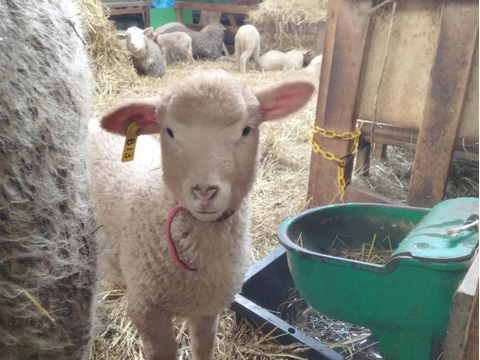 日本初？　JAS有機畜産認証の北海道産羊肉　約500ｇ(約100gパック）部位は、もも・バラ・うで。