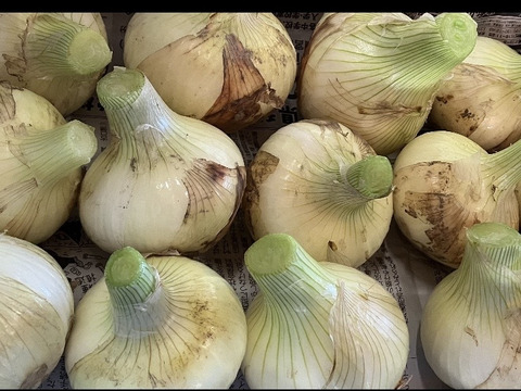 淡路島❤️希少な【超極早生！新玉ねぎ】 甘とろ～♪ちょっと訳あり（ご家庭用　箱込み　3kg）