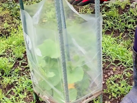 【赤ちゃんから大人まで味わえる】バターナッツかぼちゃ２～３個（約１キロ～1.2キロ）