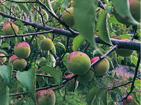 自然の恵み そのまま！静岡県産　自然栽培 南高梅（青梅）5kg 100サイズ　梅酒用　梅干し用