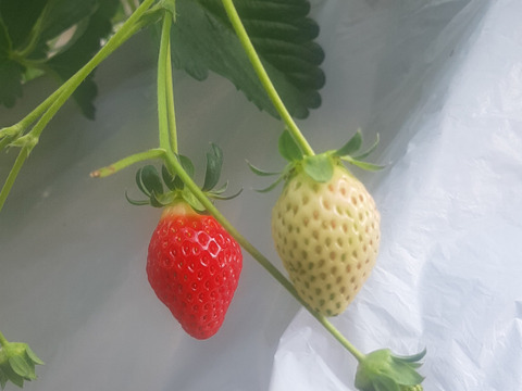 旬のいちご べにたま 250g
×2パック