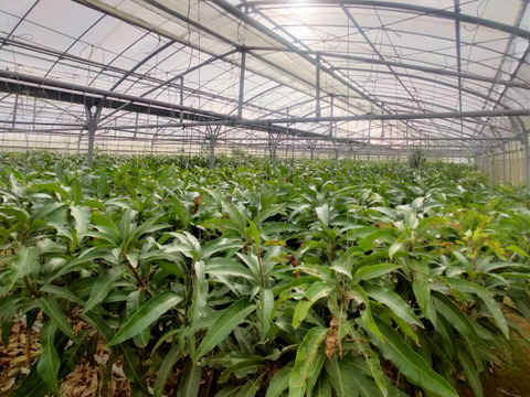 沖縄の恵みで心も満たす！ご褒美マンゴー【特選】（2㎏・4～6玉）