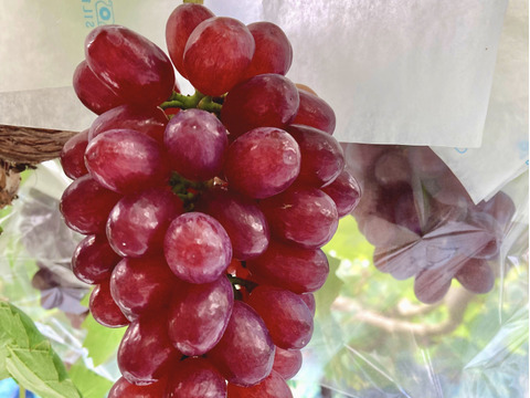 【彩りセット】クイーンセブン＋泉州パープルのセット