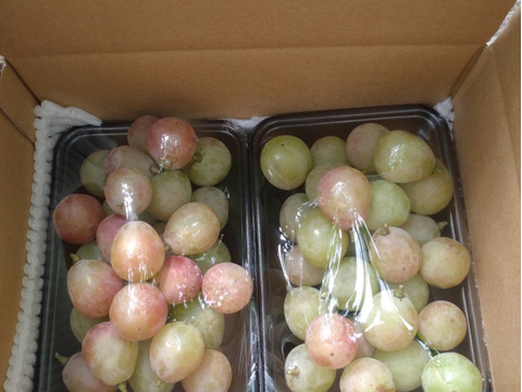 【訳あり】安芸クイーン１kg(500ｇ×2パック)