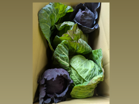 🟣紫キャベツ🌊海風🌊春キャベツ