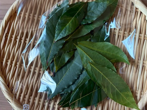 高品質なハーブ 天然生ローリエの葉 伊勢志摩産 30枚以上