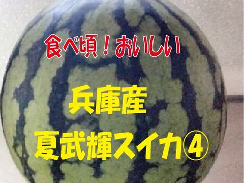 兵庫産夏武輝 中玉スイカ1玉　ご家庭用④