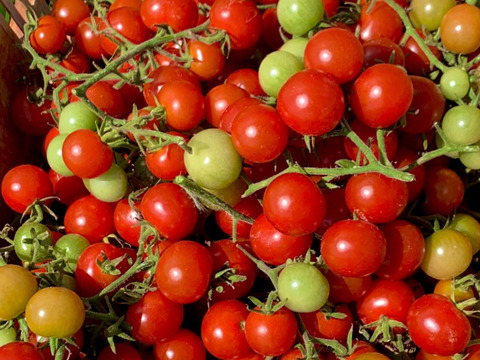 【7月下旬より発送】≪夏ギフト≫今年はトマトを贈りませんか♪　ミニトマト贈答用（レッド・イエロー）70～80玉　化学肥料・農薬完全不使用