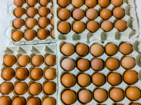 ★受取日指定可★【ちょっと小さめ赤たまご50個】『黒麹』育ちの鶏の赤たまご50個