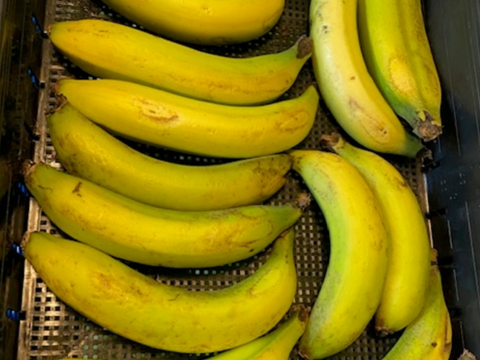 【訳アリ品】　甘くてねっとり　千葉県産房総バナナ　1.8kg（約10～20本）