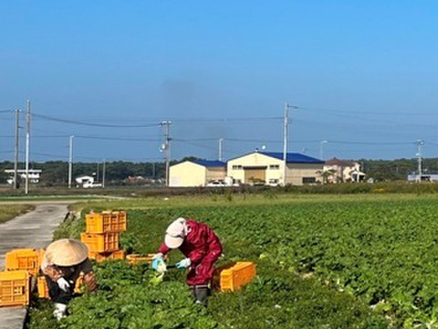 有機肥料で納豆菌栽培　ミニ白菜4～5個入り（沖縄・北海道・離島地区以外）