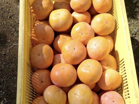 【贈答用３.５Kg/最高級ランク】吉野の富有柿/〜豊かな土と太陽から〜自然な甘みとみずみずしさが違います！