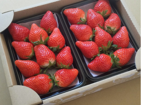 【12/23までに発送】【よつぼし】平詰めDX1箱2パック 採れたての新鮮ないちごお届け！低温でじっくり育てた美味しいいちご(^^)