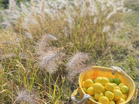《農薬不使用》かぼす発祥の地/臼杵市産/香り高いかぼす《大分一号》10kg