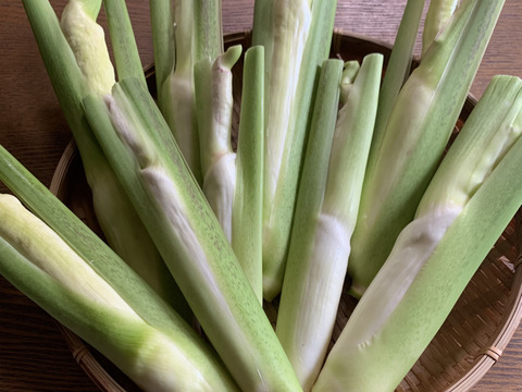 【完全自然栽培】のマコモダケ1キロ