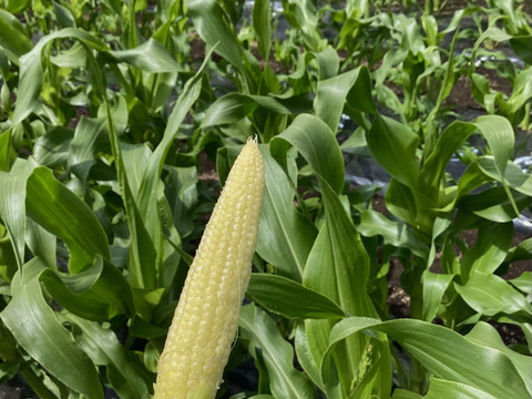 【夏ギフト】高糖度！2品種食べ比べ＆ベビーコーン　ドルチェ・恵味　とうもろこしセット4.5kg