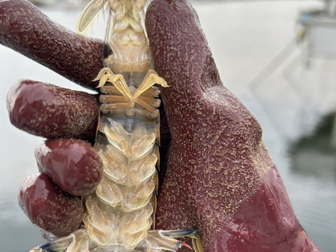 愛知，日間賀島産，島漁師リント直送，　　朝採れボイルシャコ　中サイズ12㎝±，1kg