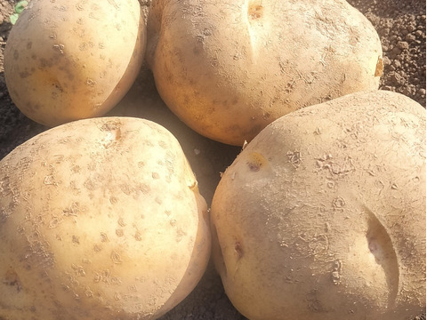 【農薬化学肥料不使用】【訳あり】昔ながらのホクホク甘い！ キタアカリ  新じゃが 箱込み5.0kg