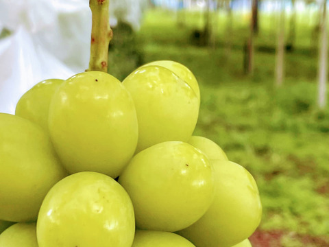 【クール便】信州松本平　大きめ完熟シャインマスカット2房 1.2kg以上