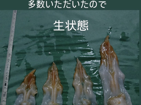 【幻の高級貝】天然 金とり貝 100〜160g
超特大サイズ｜肉厚・濃厚な甘み｜寿司屋品質をご自宅で！1キロ