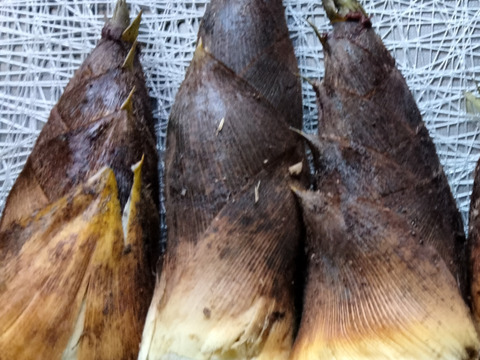 【最短発送】兵庫産朝掘りたけのこ2kg