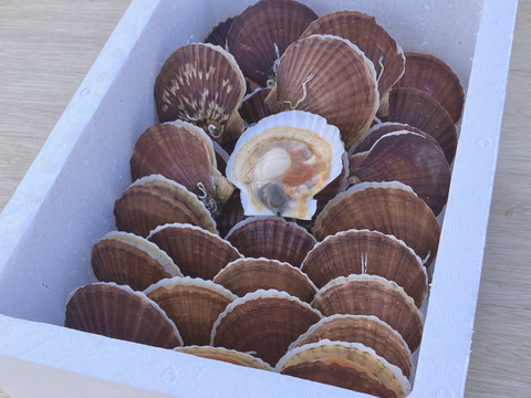 今が旬！！活ベビーホタテ4kg程度◆生きたまま発送◆