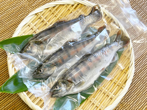 1尾からご注文可能！渓流の女王ヤマメ(１尾約120g前後)【八ヶ岳南麓の湧水育ち】